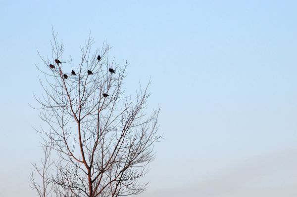 Birds on branch